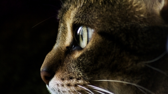 Portrait_Chat_01